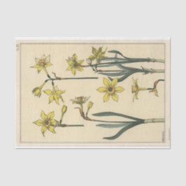 Papel De Seda Jonquil, Eugene Grasset Botany Series