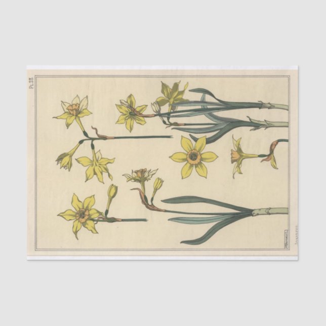Papel De Seda Jonquil, Eugene Grasset Botany Series (Anverso)