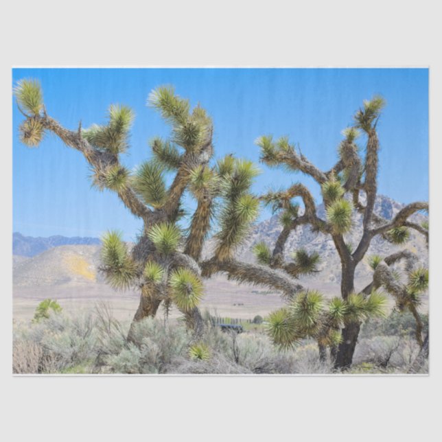 Papel De Seda Joshua Tree en California (Anverso)
