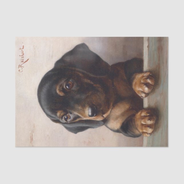 Papel De Seda Joven Dachshund por Carl Reichert (Anverso)