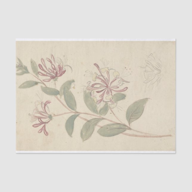 Papel De Seda Kamperfoelie por Elias van Nijmegen (Anverso)