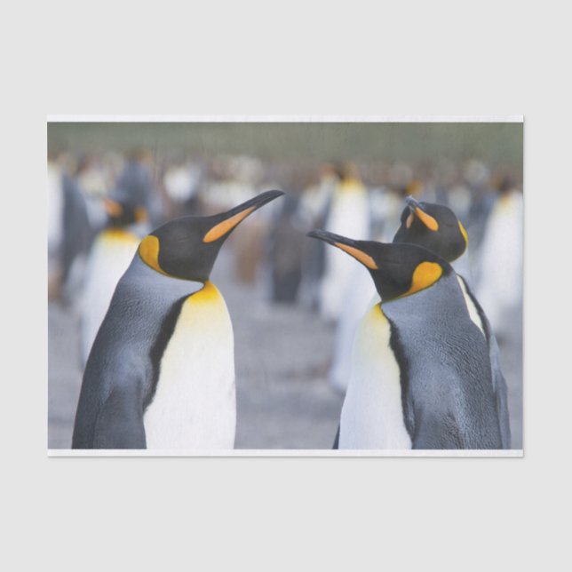 Papel De Seda King Penguins (Anverso)
