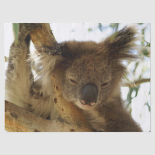 Papel De Seda koala salvaje durmiendo en un árbol de eucalipto.