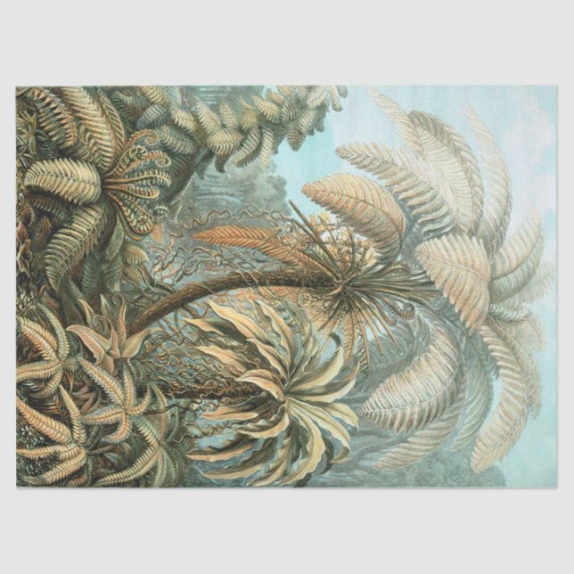 Papel De Seda Kunstformen der Natur, Filicinae - Ernst Haeckel (Anverso)