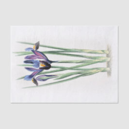 Papel De Seda La acuarela del vintage del iris en la crema se