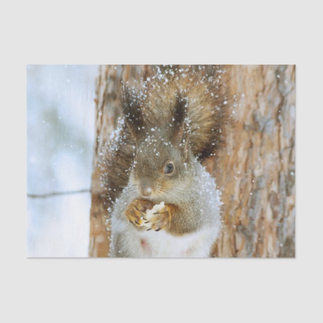 Papel De Seda La ardilla suave en un paisaje invernal (Anverso)