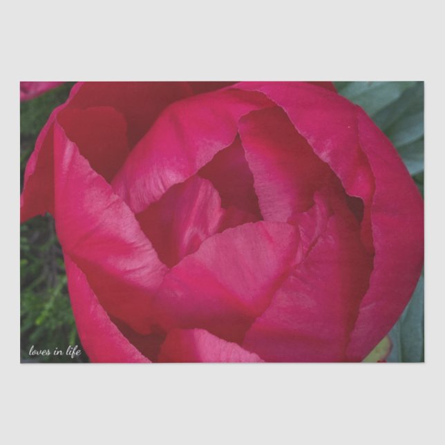 Papel De Seda La bella y floreciente Peonia Roja (Anverso)