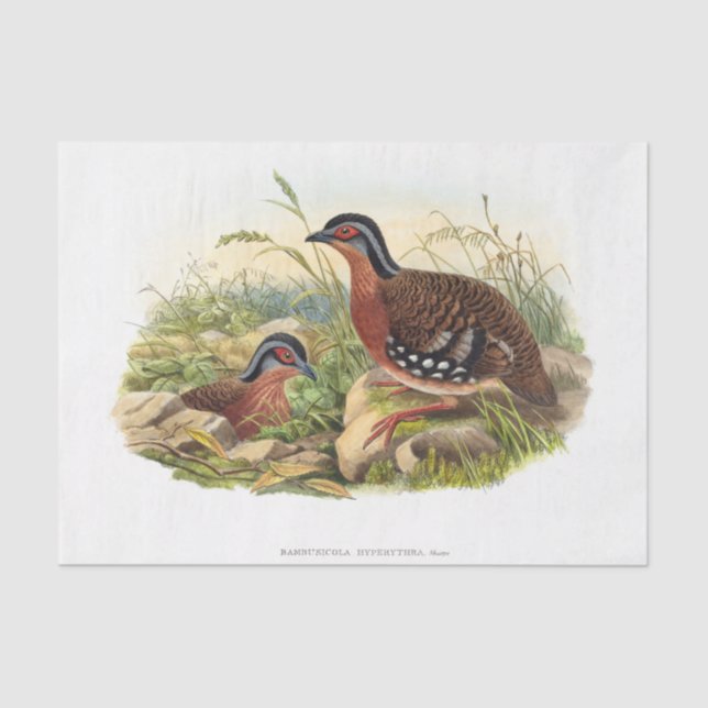 Papel De Seda La desunión de perdices con pechos rojos (Anverso)