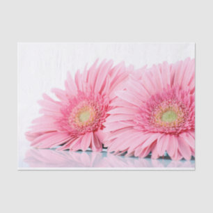 Papel De Seda La elegante fotografía de Gerbera Rosa Daisies