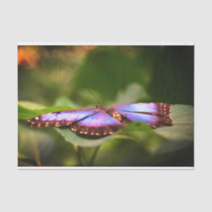 Papel De Seda La naturaleza de la mariposa azul cierra la descom