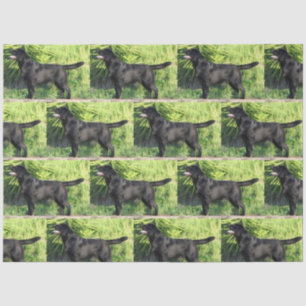 Papel De Seda laboratorio negro récord