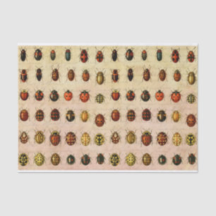 Papel De Seda Ladybug Ladybird Beetle Insect Bug