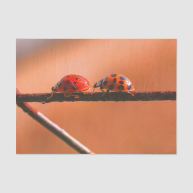 Papel De Seda Ladybugs Play Siga La Decoupage Del Líder (Anverso)