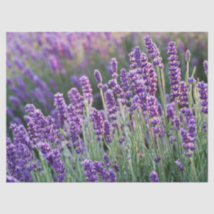 Papel De Seda Lavanda lúcida