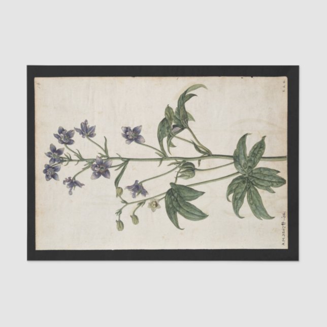 Papel De Seda Lavendar por Jacques de Morgues (Anverso)