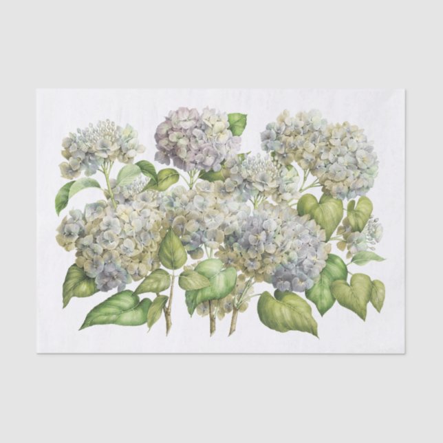 Papel De Seda Lavender Blue Hydrangea Bouquet Floral Botánico (Anverso)