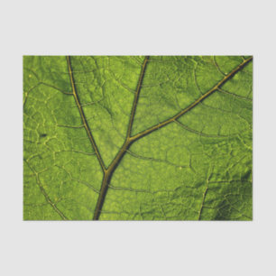 Papel De Seda Leaf. Butterbur verde