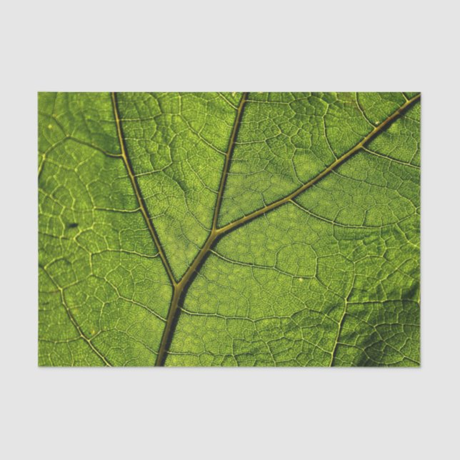 Papel De Seda Leaf. Butterbur verde (Anverso)