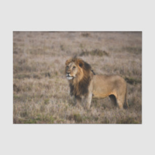 Papel De Seda León africano en hierba