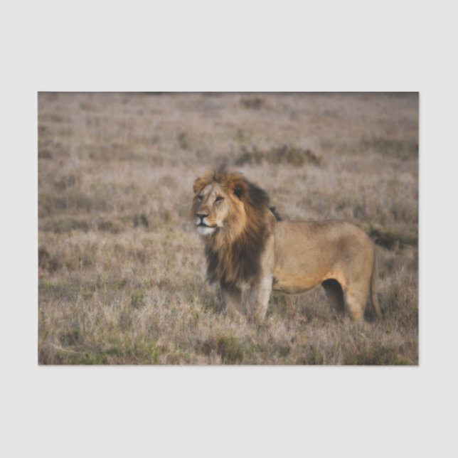 Papel De Seda León africano en hierba (Anverso)