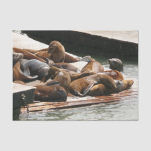 Papel De Seda Leones Marinos Asoleándose en San Francisco