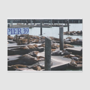 Papel De Seda Leones marinos del muelle 39