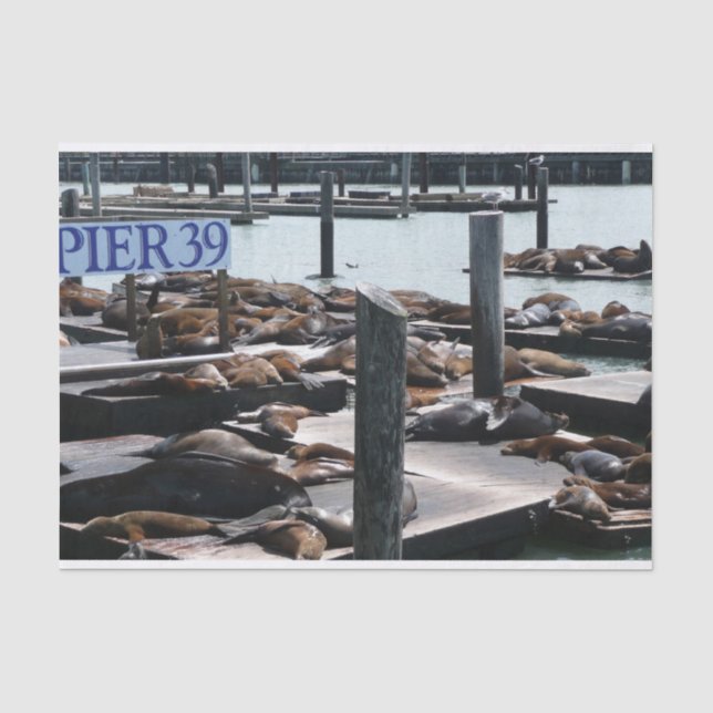 Papel De Seda Leones marinos del muelle 39 (Anverso)