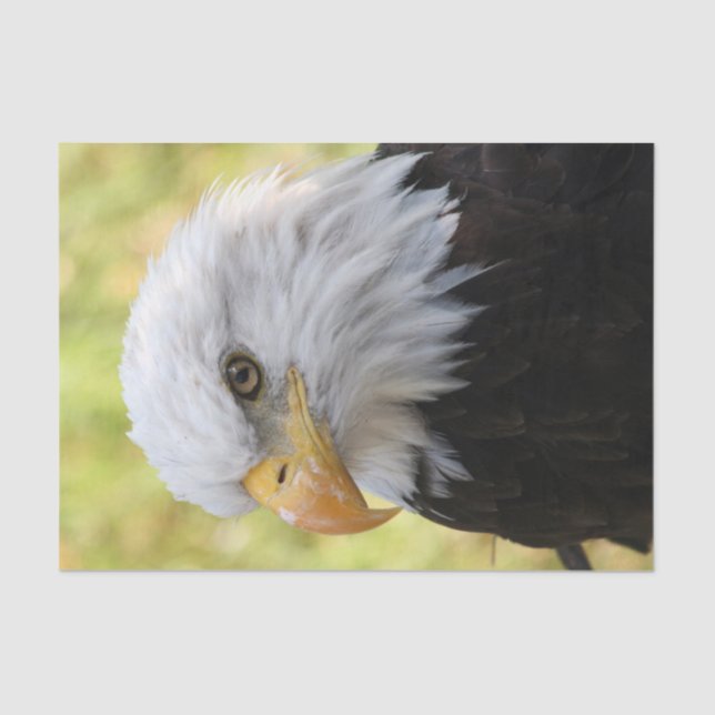 Papel De Seda Libertad para el águila calva de otoño (Anverso)