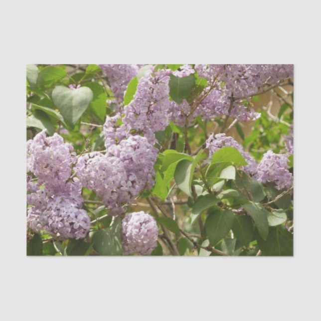 Papel De Seda Lilac Bush hermosas flores de primavera morada (Anverso)