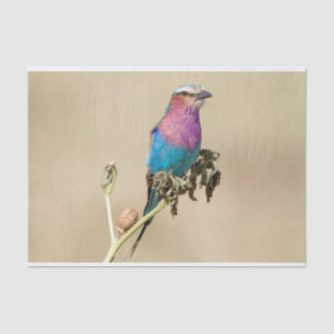 Papel De Seda Lilac pechuga