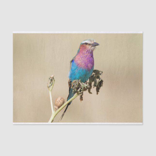 Papel De Seda Lilac pechuga (Anverso)