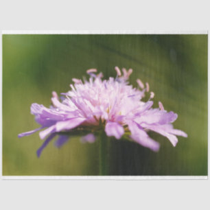 Papel De Seda Lilac Scabious (Knautia arvensis) Flor