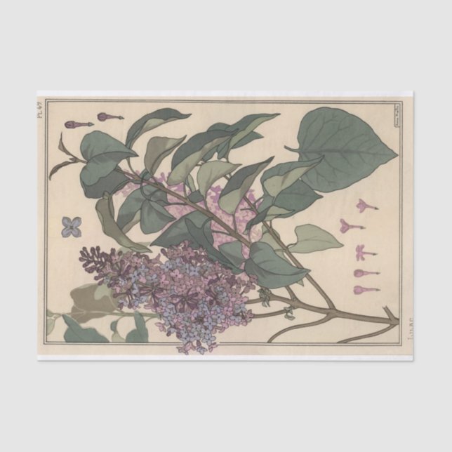 Papel De Seda Lilacs, Eugene Grasset Botany Series (Anverso)