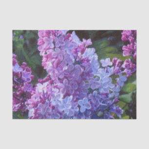 Papel De Seda Lilas de Lavendar