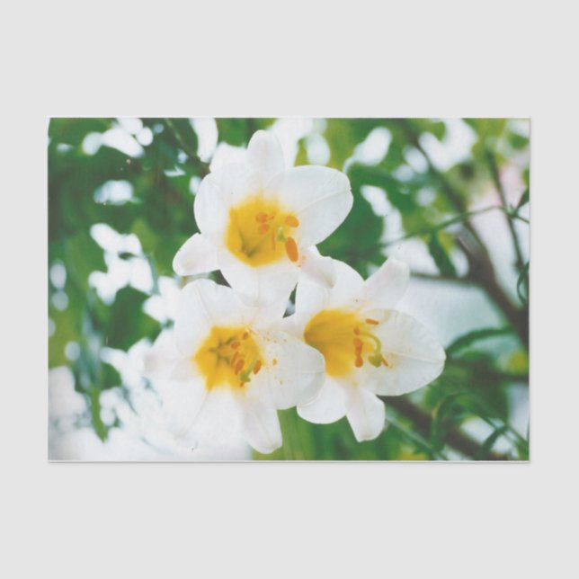 Papel De Seda Lilis blancas - Lilium candidum de flores de lirio (Anverso)