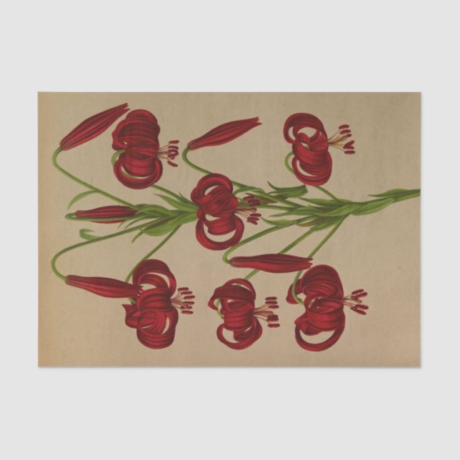 Papel De Seda Lilium Chalcedonicum por Arentina Hendrica Arendse (Anverso)
