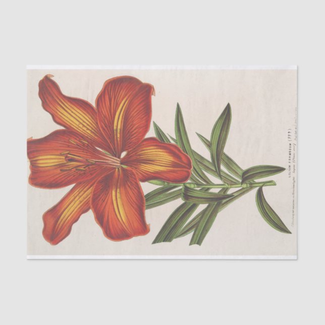 Papel De Seda Lilium Formosum por Charles Antoine Lemaire (Anverso)