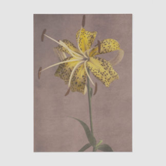 Papel De Seda Lily by Ogawa Kazumasa 