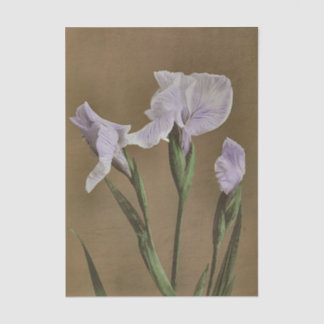 Papel De Seda Lily by Ogawa Kazumasa