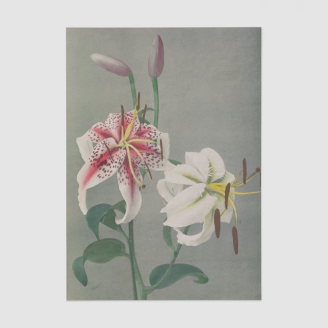 Papel De Seda Lily by Ogawa Kazumasa (Anverso)