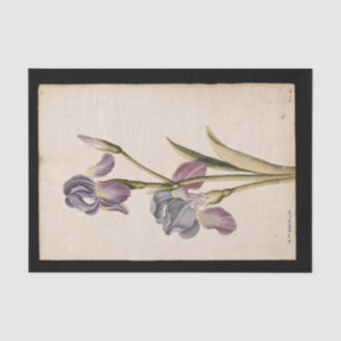 Papel De Seda Lily de Jacques de Morgues