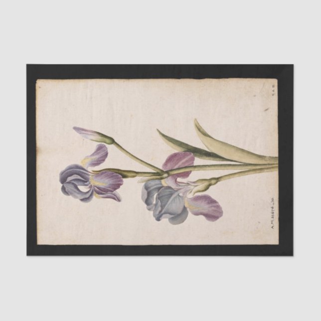 Papel De Seda Lily de Jacques de Morgues (Anverso)