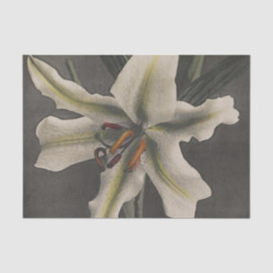 Papel De Seda Lily de Ogawa Kazumasa