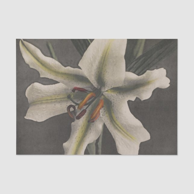Papel De Seda Lily de Ogawa Kazumasa (Anverso)