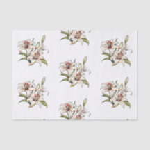 Lily Del Valle. Cáncer de lirio naranja en floraci