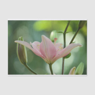 Papel De Seda Lily rosa-Bokeh por Shirley Taylor
