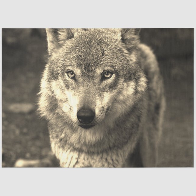 Papel De Seda Lobo 215 (Anverso)