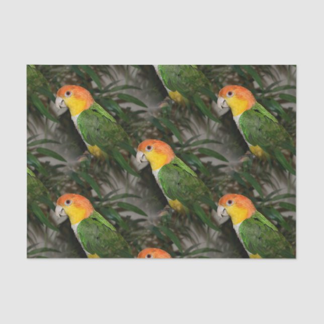Papel De Seda Loro Caique blanco con vientre y árbol de bambú (Anverso)