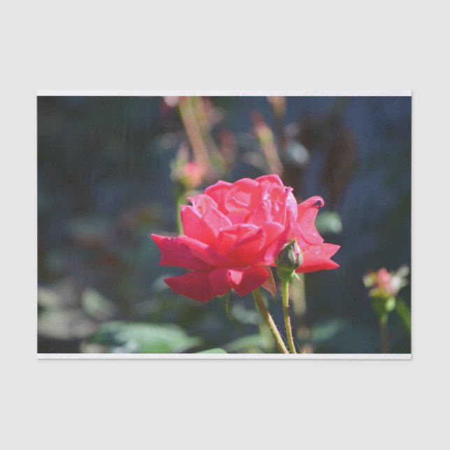 Papel De Seda Los rosas son flor de estado de NY (Anverso)