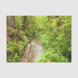 Papel De Seda Lost Man Creek II en el Parque Nacional Redwood